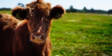 Gene-Edited Cows Just Secured Record-Fast FDA Approval