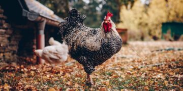 Government of Canada Announces Funding to Grow Domestic Market for Chicken and Turkey
