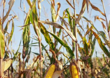 Seasonal Price Patterns Continue To Work