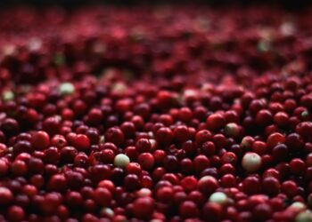 Industry 4.0 Seen As Too Expensive for Colombian Small Farmers