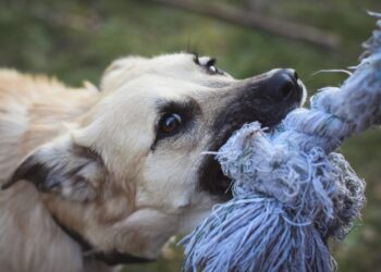 The Use of Canines in Agriculture