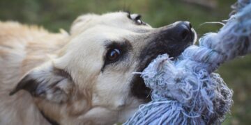 The Use of Canines in Agriculture