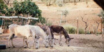 Agritech Enabling Farming-as- a-Service (FaaS) in India