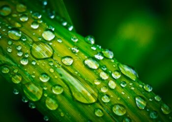 Harnessing the Right Use of Water in Agriculture