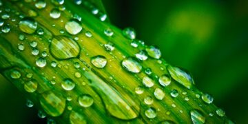 Harnessing the Right Use of Water in Agriculture