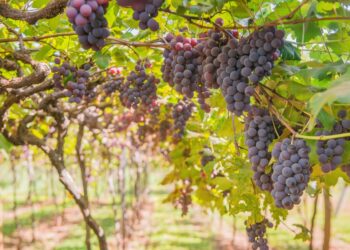 Partnership Bears Fruit With Release of Two New Grape Varieties