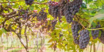 Partnership Bears Fruit With Release of Two New Grape Varieties