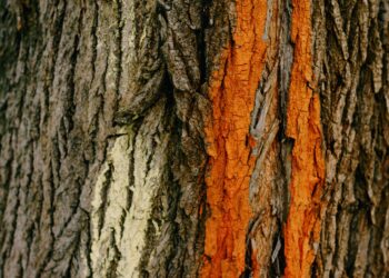 Boiling Maple Sap Is A Sweet Gig