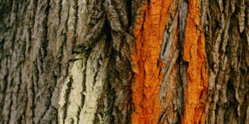 Boiling Maple Sap Is A Sweet Gig