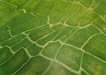 Precision Agriculture to Pursue More Efficient Food Production