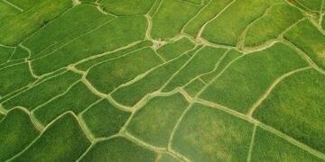 Precision Agriculture to Pursue More Efficient Food Production