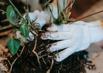 How to Breathe New Life into Dying Soil