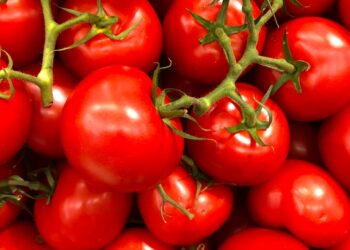 New Greenhouse Project to Grow Tomatoes With A Smaller Water Footprint