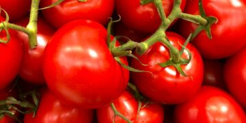 New Greenhouse Project to Grow Tomatoes With A Smaller Water Footprint