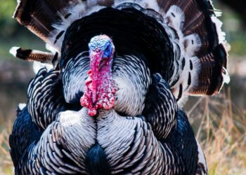 Animal Health Officials Monitoring Avian Influenza Outbreak