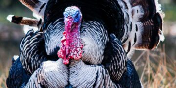 Animal Health Officials Monitoring Avian Influenza Outbreak