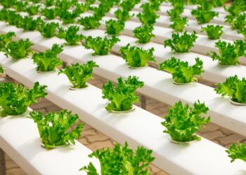 Will Rising Electricity Prices Kill Off Vertical Farming?