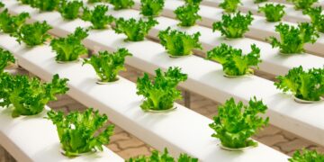 Will Rising Electricity Prices Kill Off Vertical Farming?