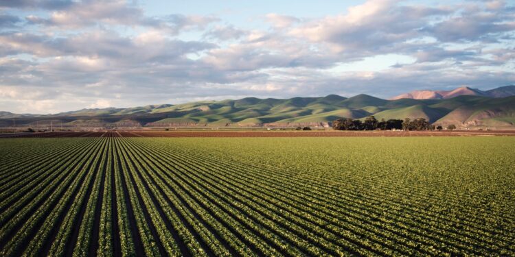 From Fertilizer to Famine: the Global Food Shortage Explained