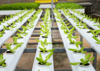 Farming At Your Fingertips: How Technology is Changing Agriculture Work