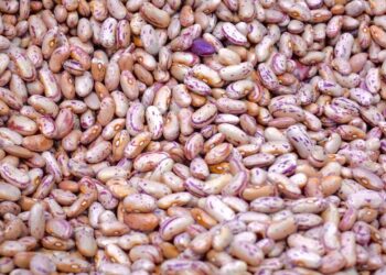 Congress Wants to Ease Export of Michigan Dried Beans