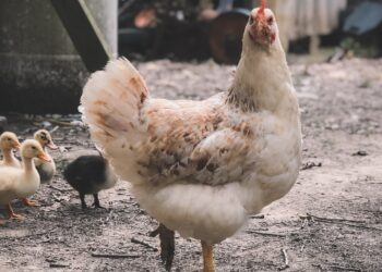 Deadly Bird Flu Sweeps States, Straining Farmers