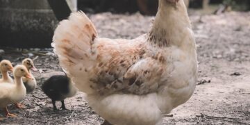 Deadly Bird Flu Sweeps States, Straining Farmers