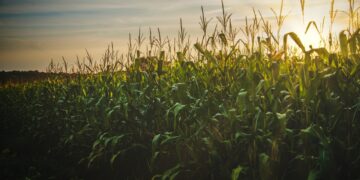 Fewer Corn Acres and the Potential Supply Issues in Ukraine and Brazil