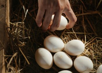 Bird flu, Inflation, Easter Demand Pushing Price of Eggs Higher