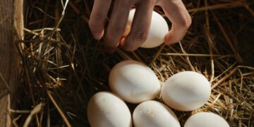Bird flu, Inflation, Easter Demand Pushing Price of Eggs Higher