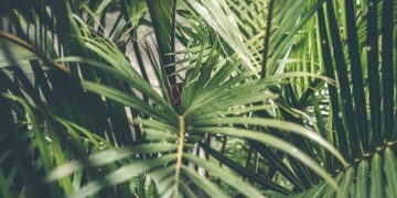 As War Drives Up the Price of Palm Oil, is Sustainable Production at Risk?