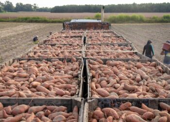 Idaho Farmers Could Get Paid for Holding Carbon in Soil to Help With Climate Change