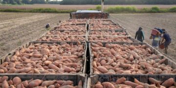 Idaho Farmers Could Get Paid for Holding Carbon in Soil to Help With Climate Change