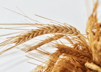 War and Prices Causing a Volatile Market for Wheat