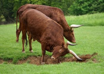 Still Time to Cash in on the Global Agriculture Bull Market