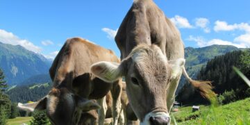 New Zealand on Verge of Wiping out Painful Cattle Disease