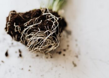 Price of Fertilizer on the Steep Rise