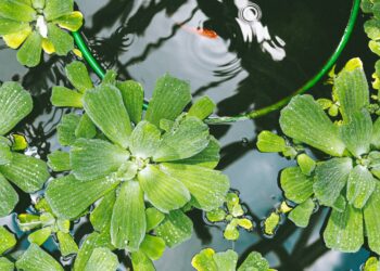 Growing Outside the Box