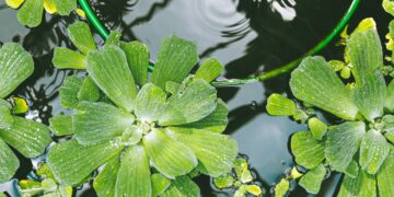 Growing Outside the Box