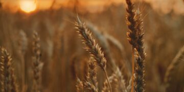 How Russia/Ukraine War is Affecting Nigeria’s Wheat Market