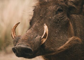 Rome Raises Fences Against Wild Boars