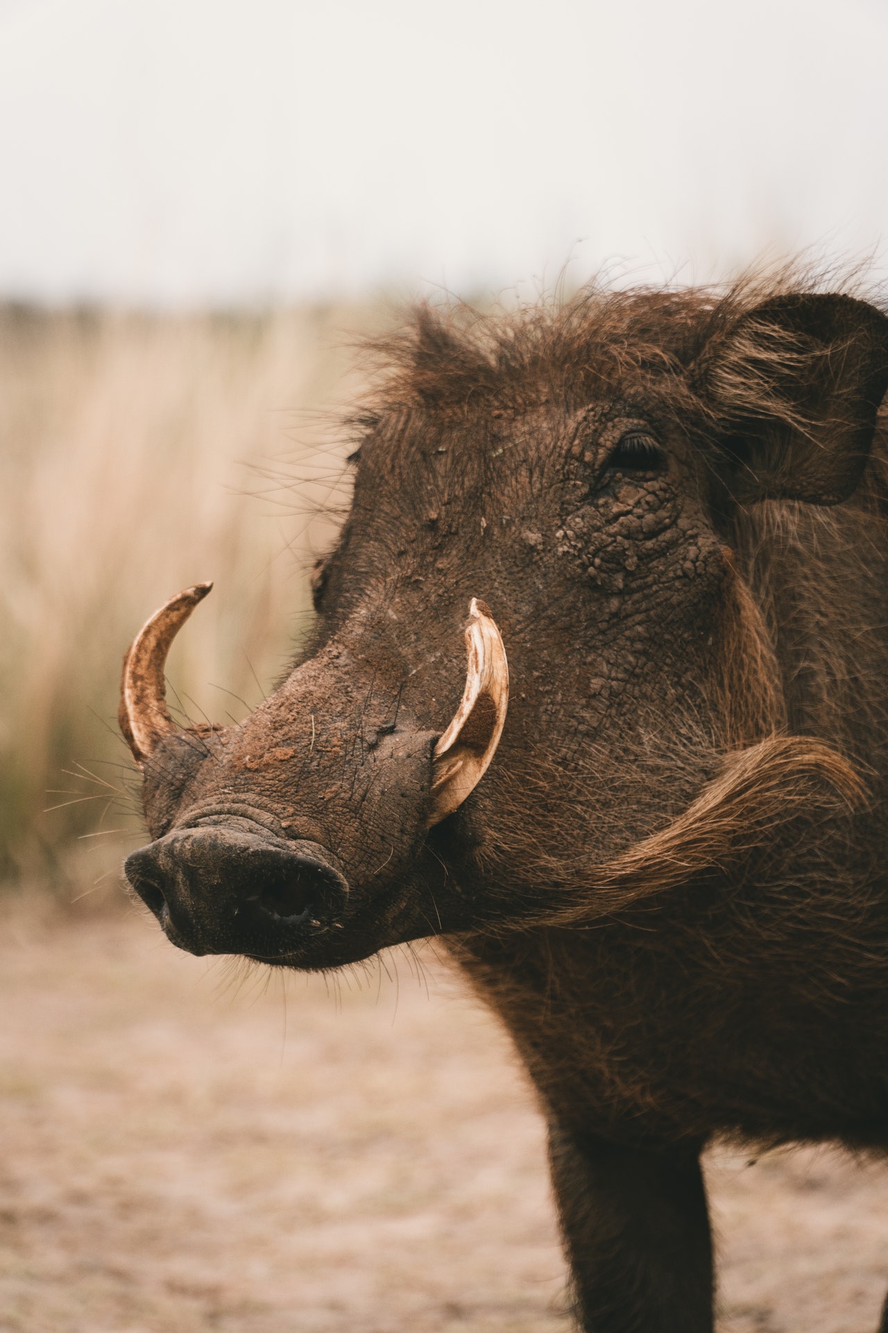 Wild Boars Rome Rome Raises Fences Against Wild Boars – WorldAgJournal.com