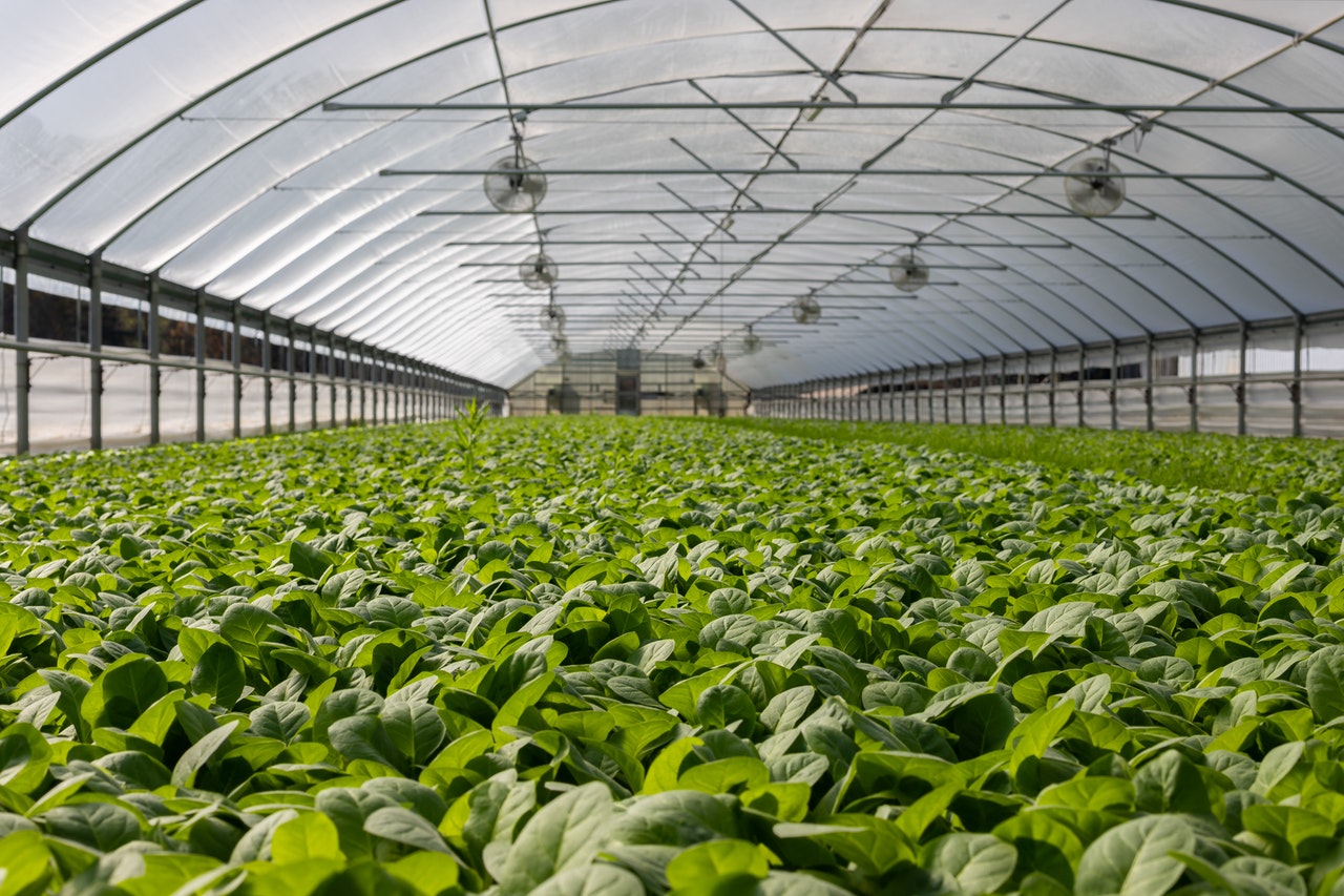 Aeroponics Project to Unlock Greenhouse Production Barriers