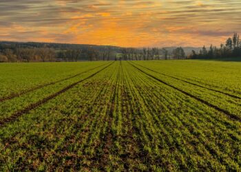 Canadian Wheat Takes on Bigger Role in Combating Food Security Issues Amid Ukraine War