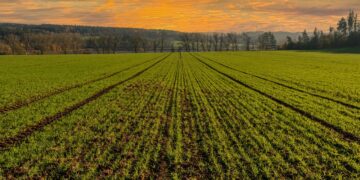 Canadian Wheat Takes on Bigger Role in Combating Food Security Issues Amid Ukraine War