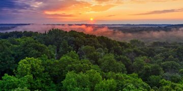 Brazilian Amazon Loses Forest Areas at Record High Rate