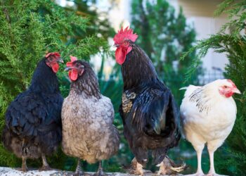 Researcher Seeking More Water-Efficient Chicken