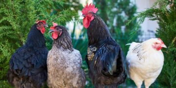 Researcher Seeking More Water-Efficient Chicken