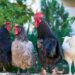 Researcher Seeking More Water-Efficient Chicken