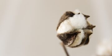 Drought Situation in Cotton ‘Could Get Real Ugly Before it is Over’